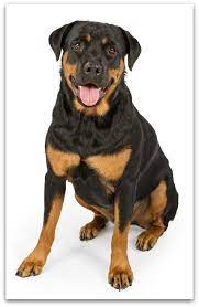 Dog breeds alphabetical with pictures. List Of Dog Breeds From A Z