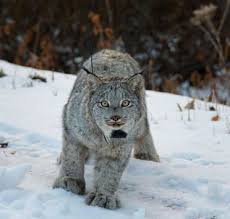 Pros and cons of fees, trading platform, and investor protection. Wandering Lynx Alaska Department Of Fish And Game