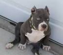 Bulldog vs Pitbull - The Key Differences
