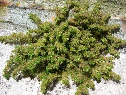 Image result for Pilea microphylla