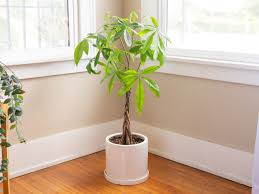 The plant is also known as malabar chestnut or saba nut. Popular Indoor Trees