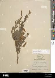 Image result for Stipularia