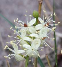 Image result for Guibourtia coleosperma