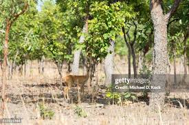 Image result for Isoberlinia doka