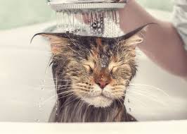 Check spelling or type a new query. Cat Food Bath Creature Cat Mania