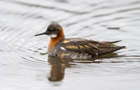 Bird With Red Neck Red Neck Phalarope A Migratory Divide Towards The Pacific Ocean And Arabian Sea An Exceptional Strategy When Winter Comes Arabian Sea Pacific Ocean Marine Bird