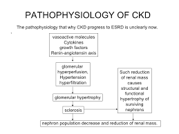 Your kidneys filter wastes and excess fluids from treatment for chronic kidney disease focuses on slowing the progression of the kidney damage, usually by controlling the underlying cause. Case Study On Chronic Kidney Disease Secondary To Hypertension Detection Of Ckd