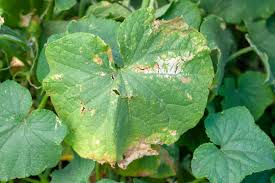 Image result for thrips damage on cucumber