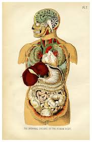 Image result for internal organs
