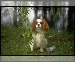 Cavalier king charles spaniel dog breeders, brookglenfarm, rock cliff cavaliers 4 colors, top ranked show champions bentley park cavaliers, 3 cavalier males. Puppyfinder Com Cavalier King Charles Spaniel Puppies Puppies For Sale Near Me In Texas Usa Page 1 Displays 10