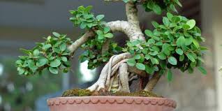 Unlike the original chinese penjing, which utilizes traditional techniques to produce entire natural sceneries in small pots. Tips Merawat Tanaman Bonsai Merdeka Com