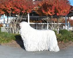 Image result for Komondor