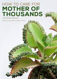 Some of the common names for this plant are mexican hat plant, devil's backbone, and the alligator plant. How To Grow And Care For Mother Of Thousands Kalanchoe Plant Mother Of Thousands Plant Succulent Gardening Planting Succulents