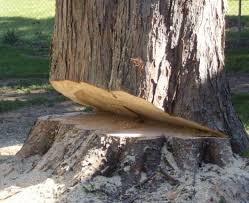 Maybe you would like to learn more about one of these? Tree Removaldayton Tree Removal Trimming Stump Grinding Removal