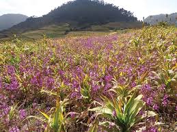 Image result for Striga