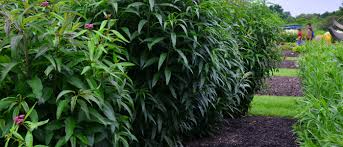 Image result for Vernonia jelfiae