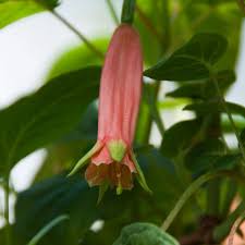 Check all about flowers in lechlade, 11 burford st on cylex and find ☎ 01367 252342, contact info, ⌚ opening hours. Fuchsia Lechlade Martianess Beautiful Plants At Other Fellow Fuchsias