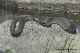 As the water became more polluted from nearby tanneries, they decided to bury the pond. Water Snake Sunning On A Rock Nature Photos Animals Snake