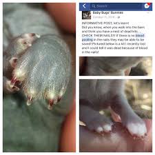 Informative Post About Raising Rabbits Learning If A Cold Kit Can Be Revived Did You Know When You Walk Rabbit Breeds Pet Rabbit Care Raising Rabbits