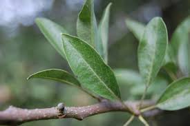 Image result for Pycreus permutatus