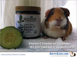 How often should you give a guinea pig vitamin c? Pin On Pets