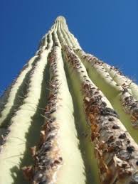West district of saguaro national park. Research Desert Animals Overview