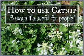 Most cats can't stand water, but they may come running catnip's sedative effects can detangle your cat's nerves, to allow them to relax and decompress. How To Use Catnip On Humans