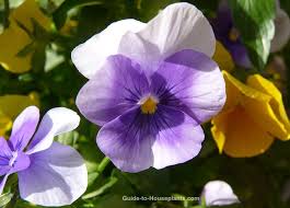 Tips on how to grow and care for violas. Pansy Plants Care Tips Growing Pansies In Pots Viola Hybrids
