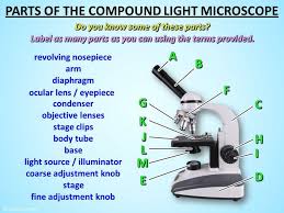 Compound microscope parts, functions, and labeled diagram. Introduction To Medical Technology Ppt Download