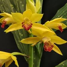 Image result for Phaius occidentalis
