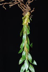 Image result for Huperzia afromontana