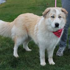 Douglas ocean great pyrenees dog large plush stuffed animal. Great Pyrenees And Husky Mix Interesting Facts And Pictures