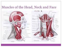 We did not find results for: Muscles Of The Head And Neck Diagram Quizlet