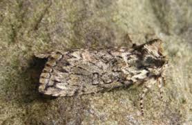 Image result for Polyploca ridens