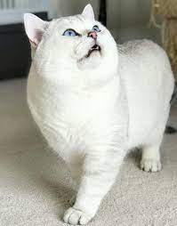 Ontario Cat Breeders Websites Kittysites Com