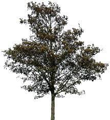 Tree 36 Png By Gd08 On Deviantart Photoshop Landscape Tree Photoshop Photoshop Nature