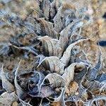 Image result for Blepharis torrei