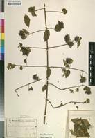 Image result for Combretum cinereopetalum