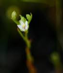 Image result for Ardisiandra sibthorpioides