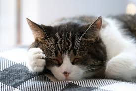 Mengetahui tanda tanda kucing yang sedang sakit sebenarnya mudah. Ciri Ciri Kucing Sakit Mulai Dari Tiba Tiba Galak Hingga Selera Makan Berkurang Semua Halaman Bobo