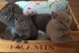 Use the search tool below and browse adoptable british shorthairs! Tica Registered Grey British Short Hair Kittens Free Classifieds My Free Ads Uae