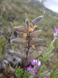 Image result for Lupinus pubescens