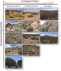 Image result for Lintonia nutans