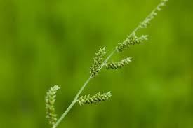 Image result for Echinochloa colona