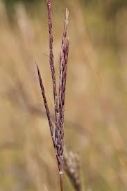 Image result for Andropogon ligulatus