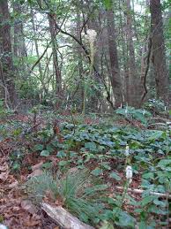 Image result for Xerophyta eylesii