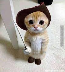Agagagagagagagagagagagagagagagagagagacizmelii Kediiiigggg Wtf Omg Cizmeli Neko Chan Cute Baby Animals Cute Animals Funny Animal Pictures