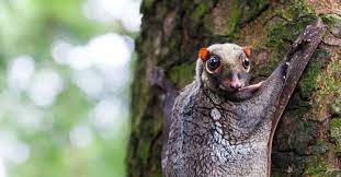 Kedua adalah jenis hutan bakau buatan dimana hutan ini adalah hasil pemberdayaan yang kita lakukan dalam menanam tanaman bakau. Unilever Tebang Habis Hutan Bakau Kubu Raya Selamatkan Hutan Hujan