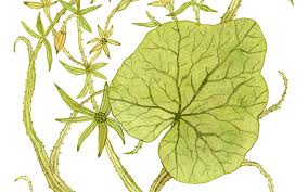 Image result for Sicyos