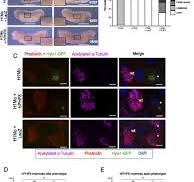 The histone H4K20 methyltransferase SUV4-20H1/KMT5B is ...